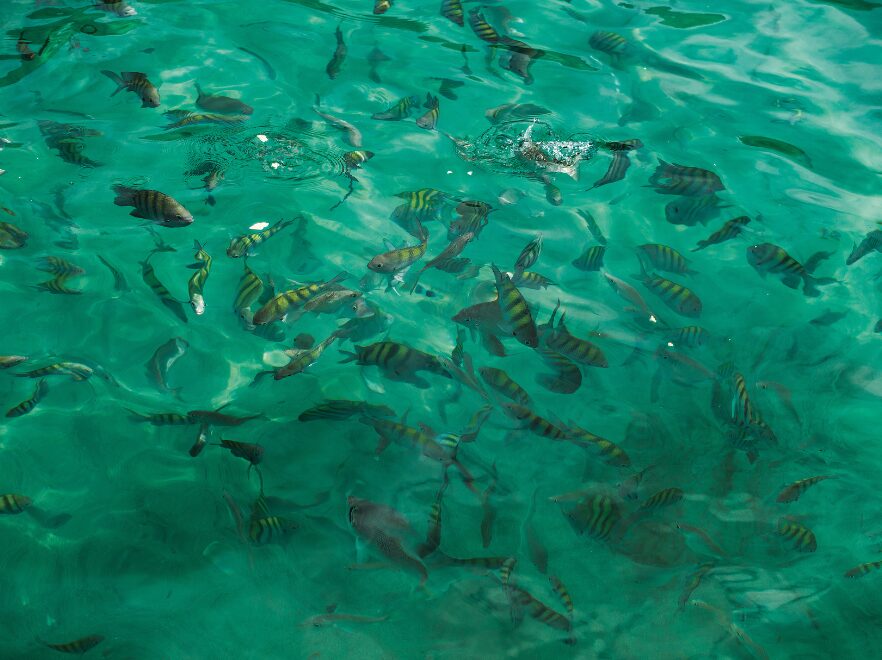 Fish filled water, Casa Cairucu, Paraty, Brazil