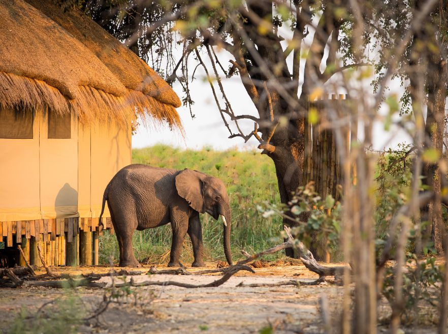 Close encounters at Sitatunga Private Island Camp in the Okavango Delta