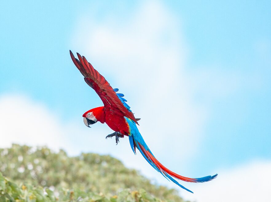 A parrot in the Wetlands