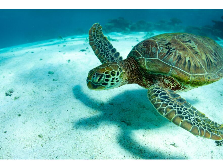 Snorkelling, Sal Salis, Ningaloo Reef, Western Australia, Australia