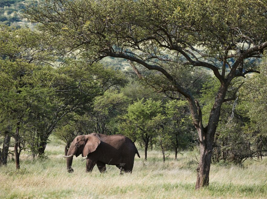 Laba Migration Camp, Serengeti National Park, Tanzania