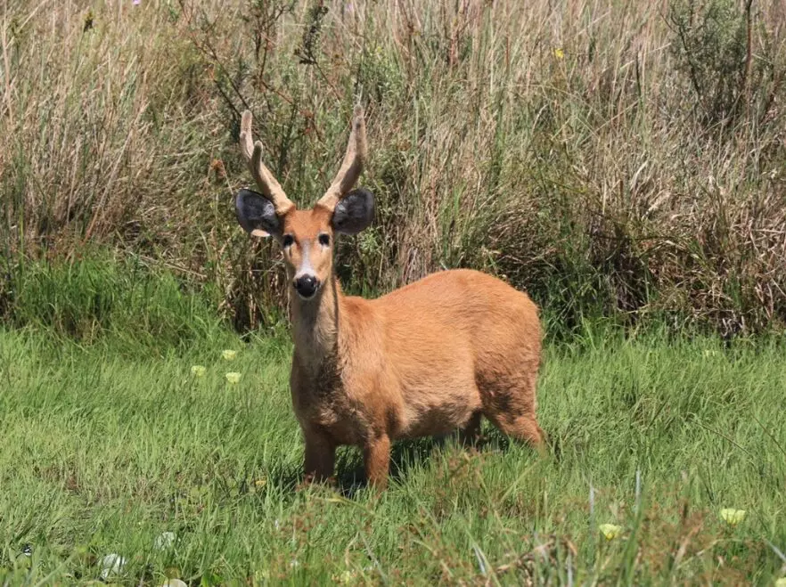 A marsh deer near the lodge