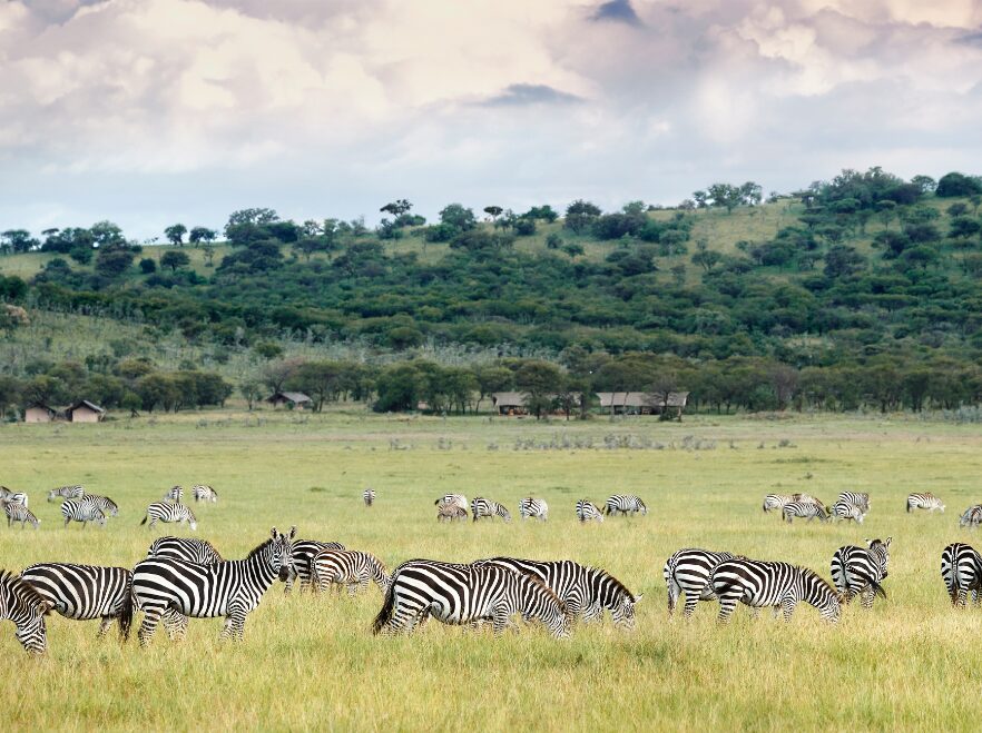 Laba Migration Camp, Serengeti National Park, Tanzania