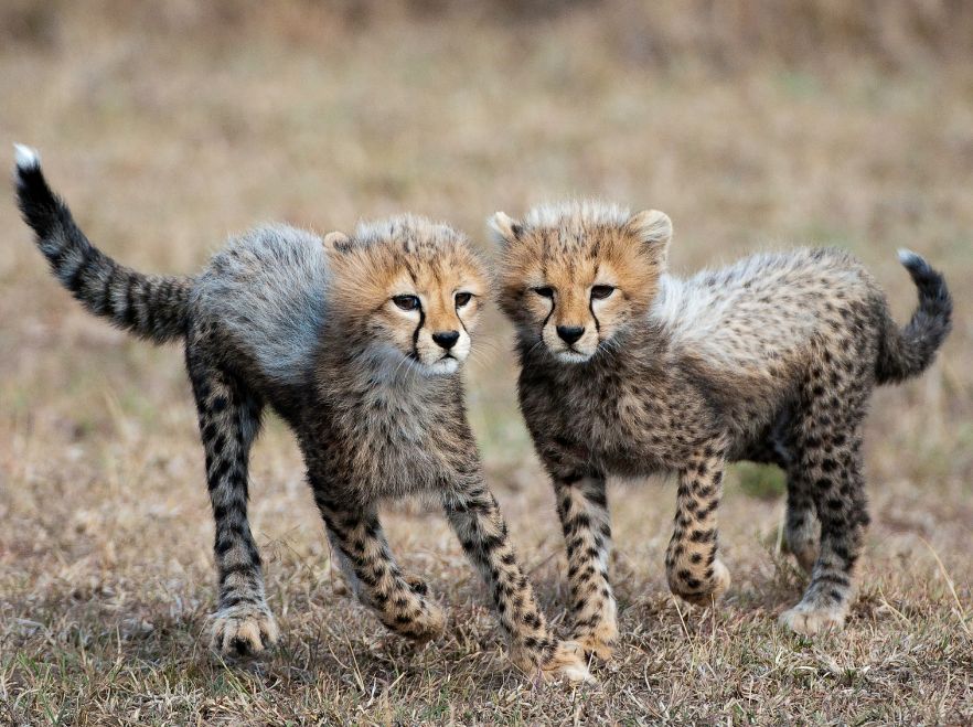 Mara Toto, Masai Mara, Kenya