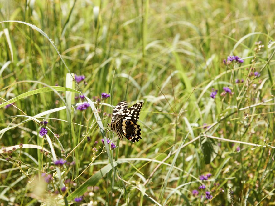 Laba Migration Camp, Serengeti National Park, Tanzania