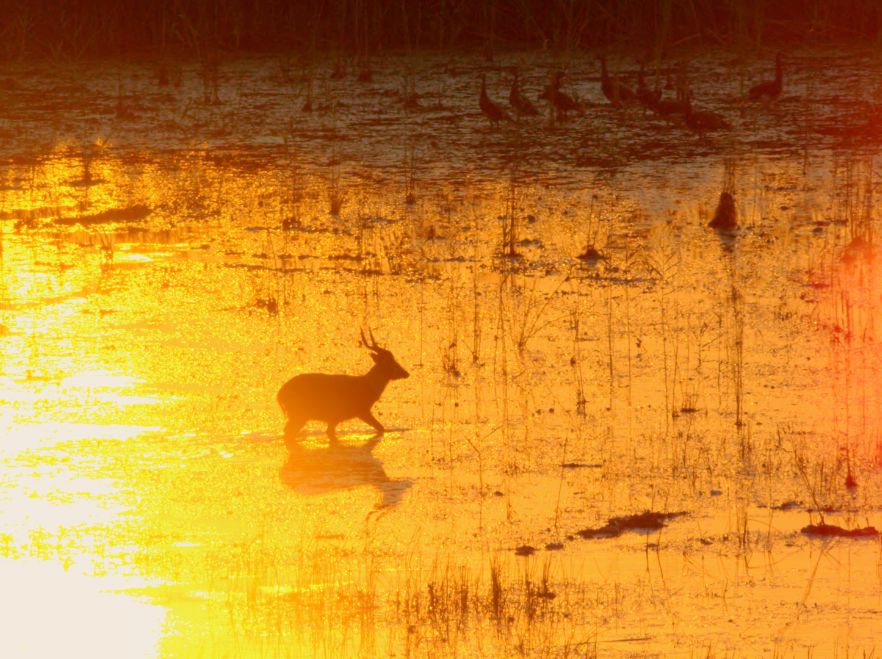 The elusive Sitatunga deer spotted at sunset