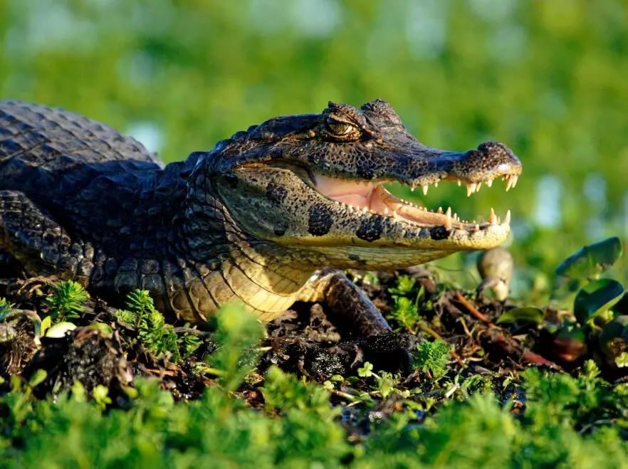 Watch out for the caiman near Rincon del Socorro