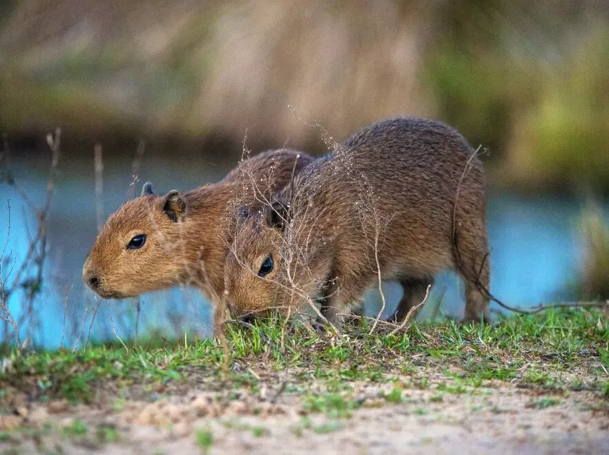 Capybaras spotted near Rincon del Socorro