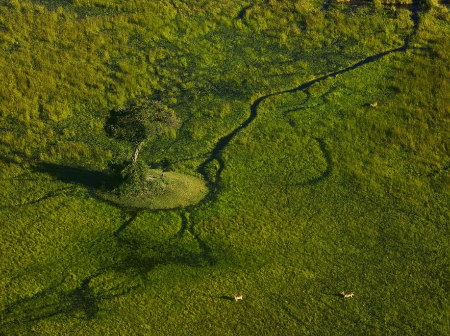 An aerial view near Sitatunga Private Island Camp in the Okavango Delta