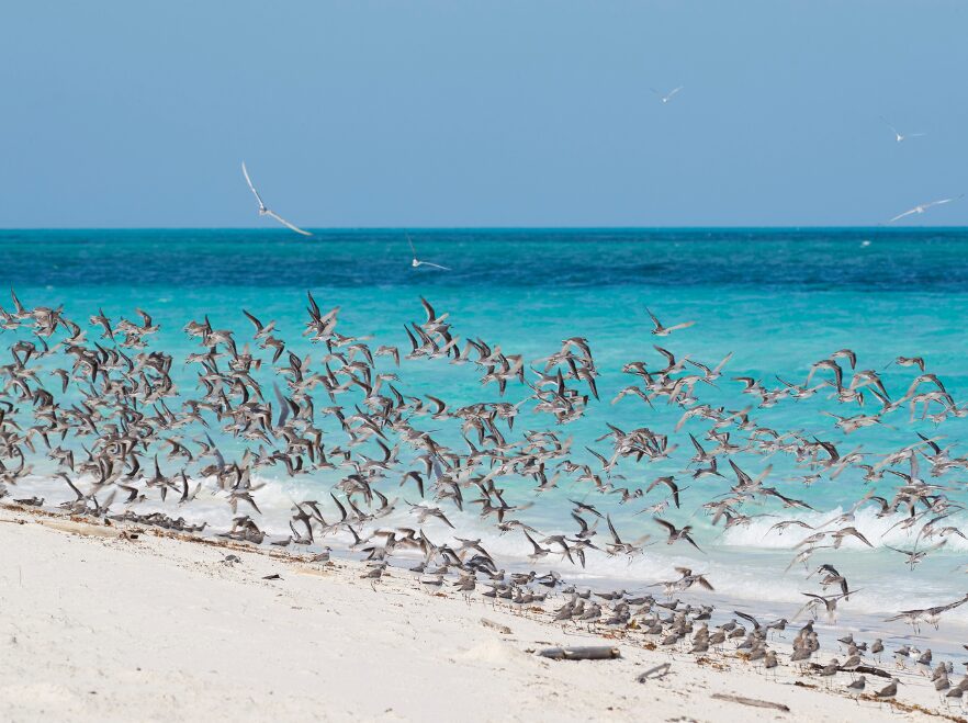 Laba Fanjove, Fanjove Private Island, Tanzania