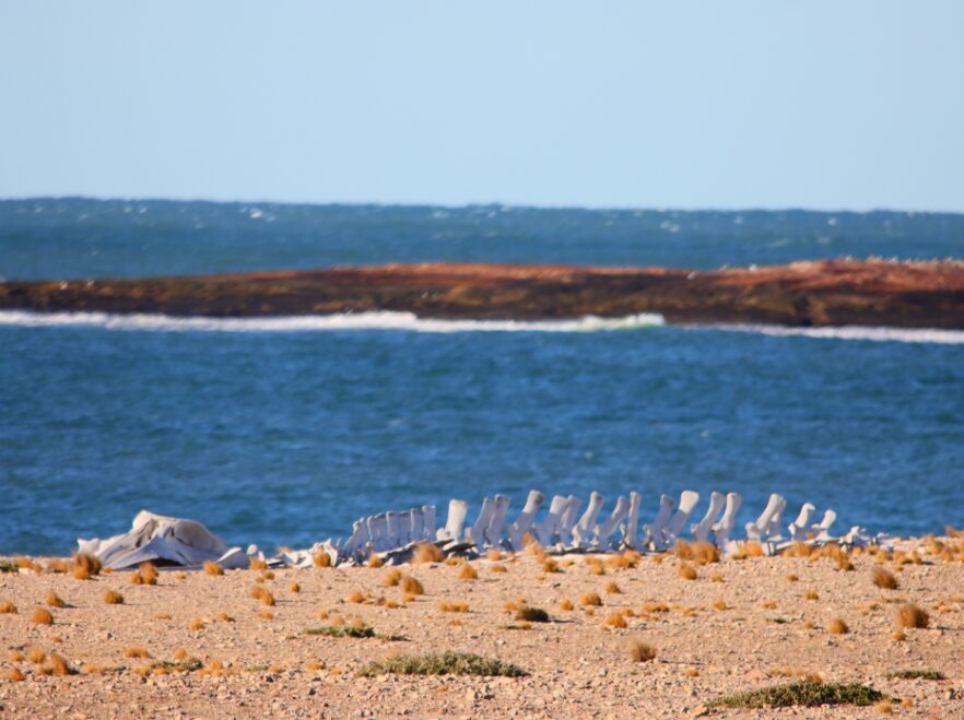 Finding a whale skeleton here is not uncommon