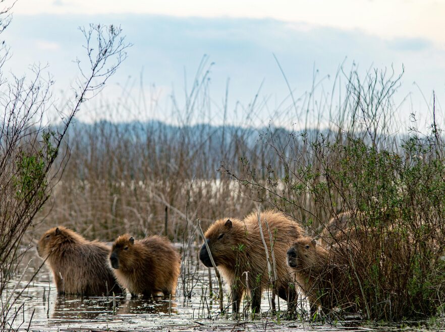 A family of capybara venture into the water