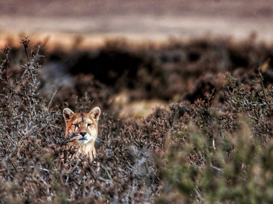 A puma in Patagonia