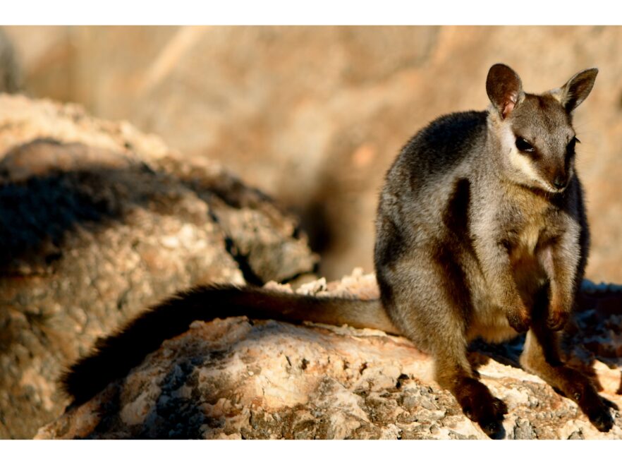 Wallaby, Sal Salis, Ningaloo Reef, Western Australia, Australia