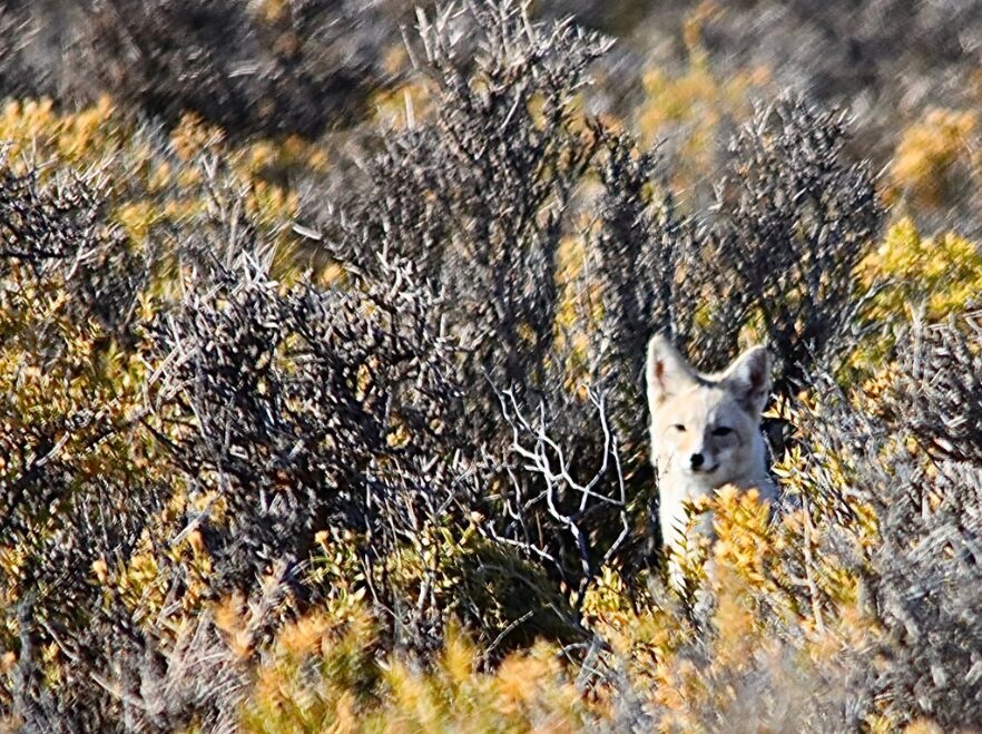 Patagonian fox