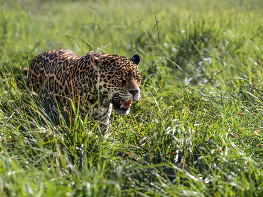 A jaguar prowls through the wetlands
