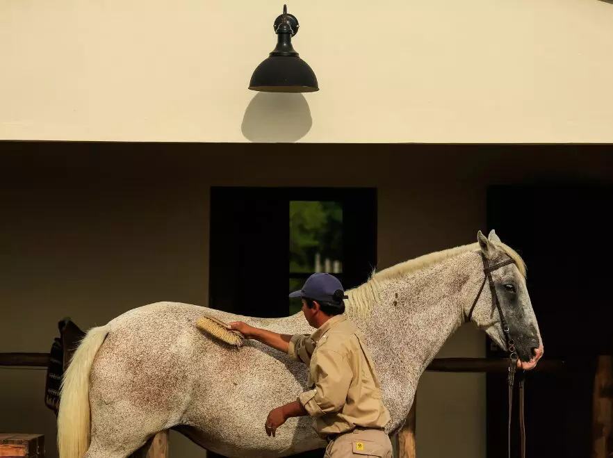One of the many beautiful horses of Rincon del Socorro