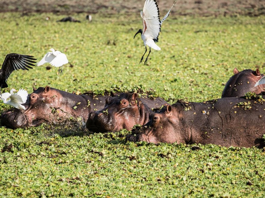 Hippos near Sand Rivers Selous, Tanzania