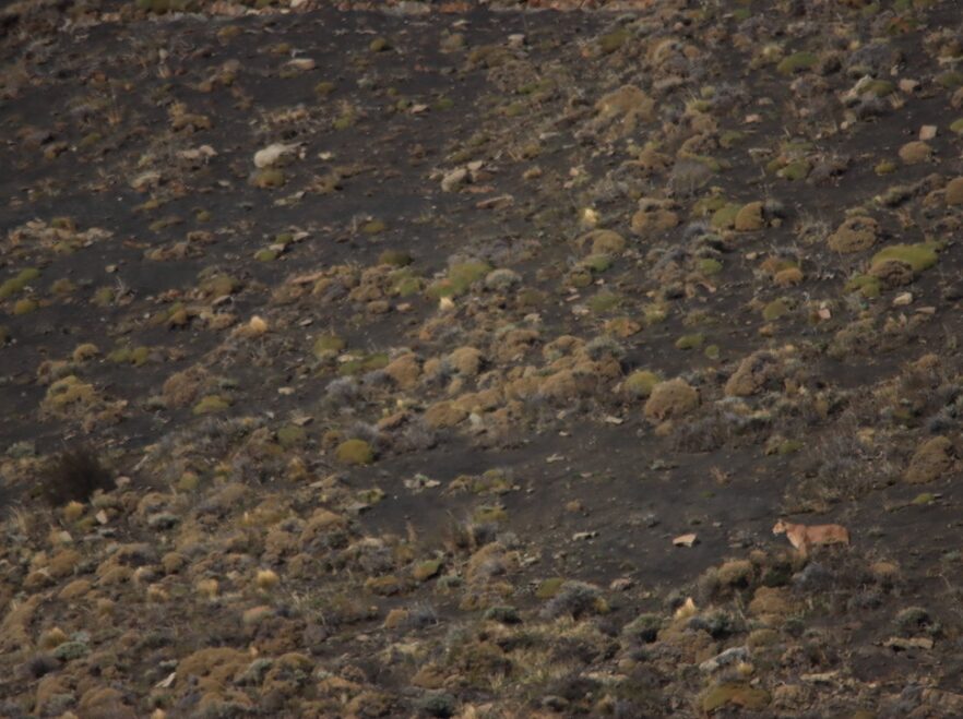 Puma tracking in Torres del Paine