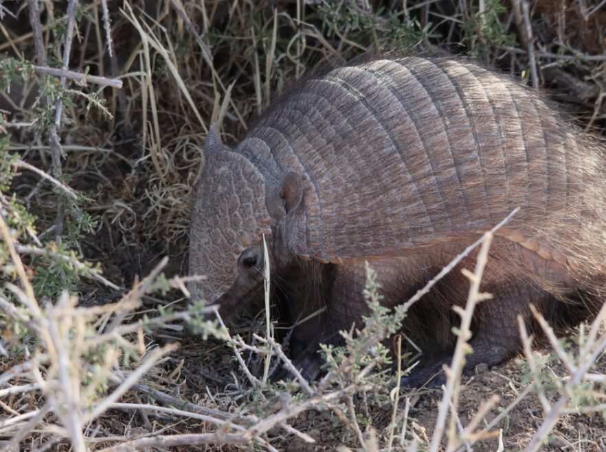 An armadillo hiding in the grass