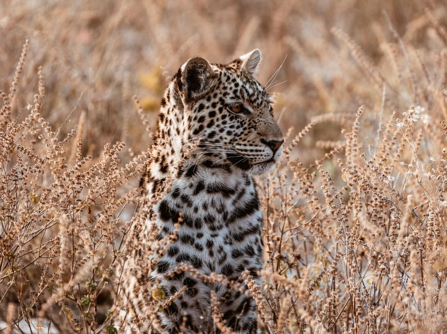 Savute Elephant Lodge, Chobe, Botswana
