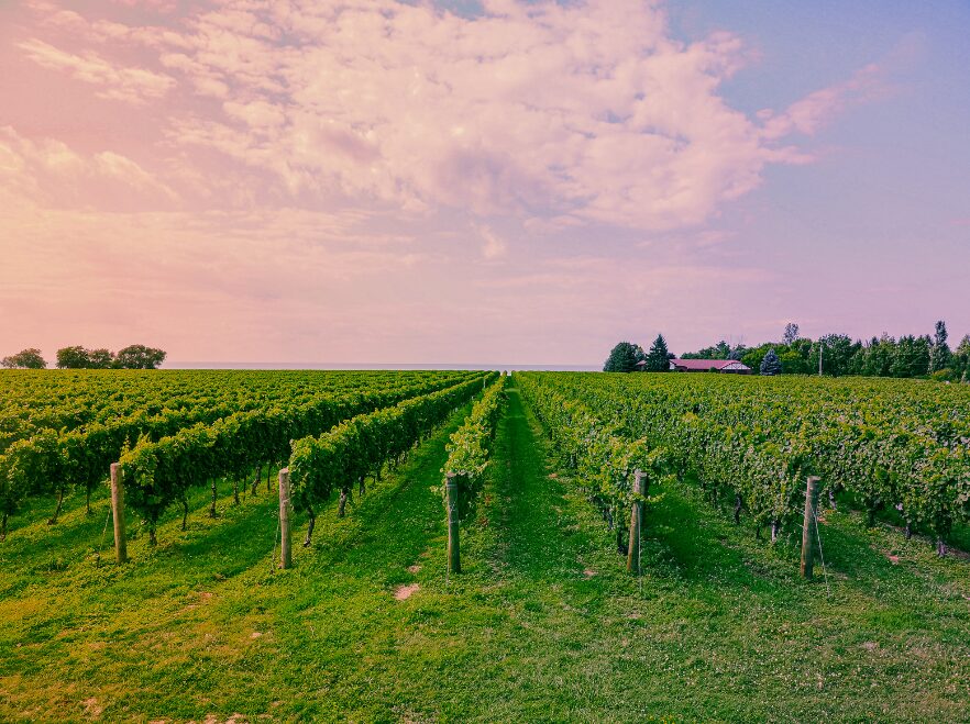 Niagara-On-The-Lake Vineyard, Ontario, Canada