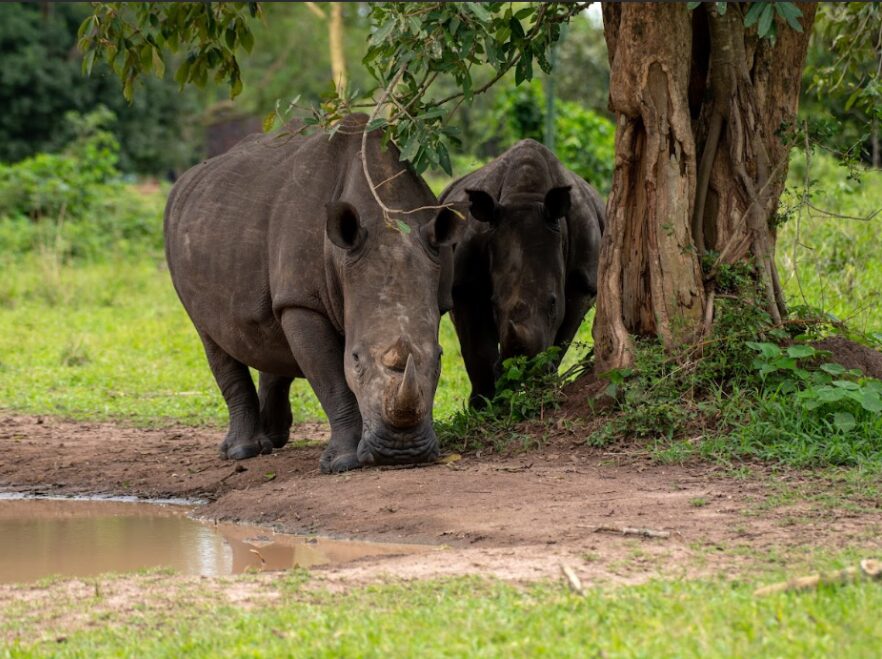 Nile Safari Lodge, Murchison Falls National Park, Uganda