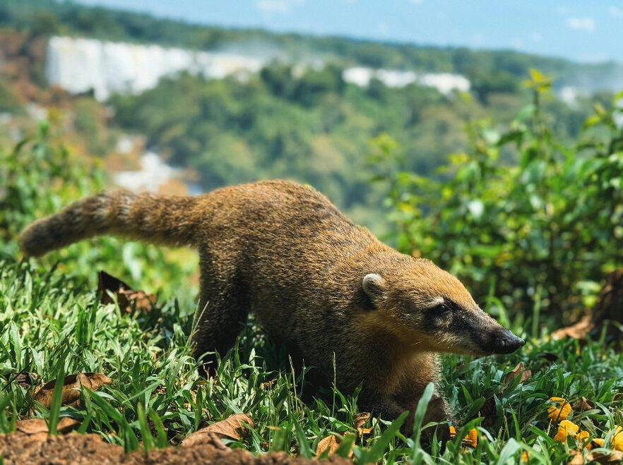 A coati near Iguazú Falls