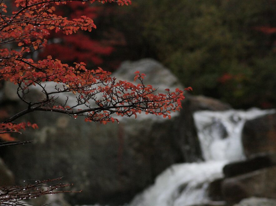 Autumn in El Chatlén