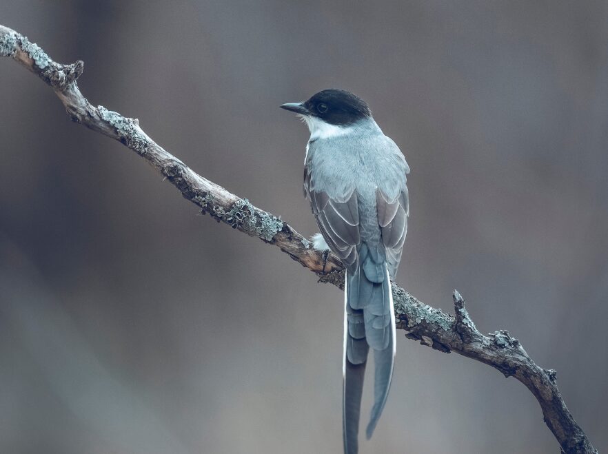 Birdlife in the Ibera Wetlands