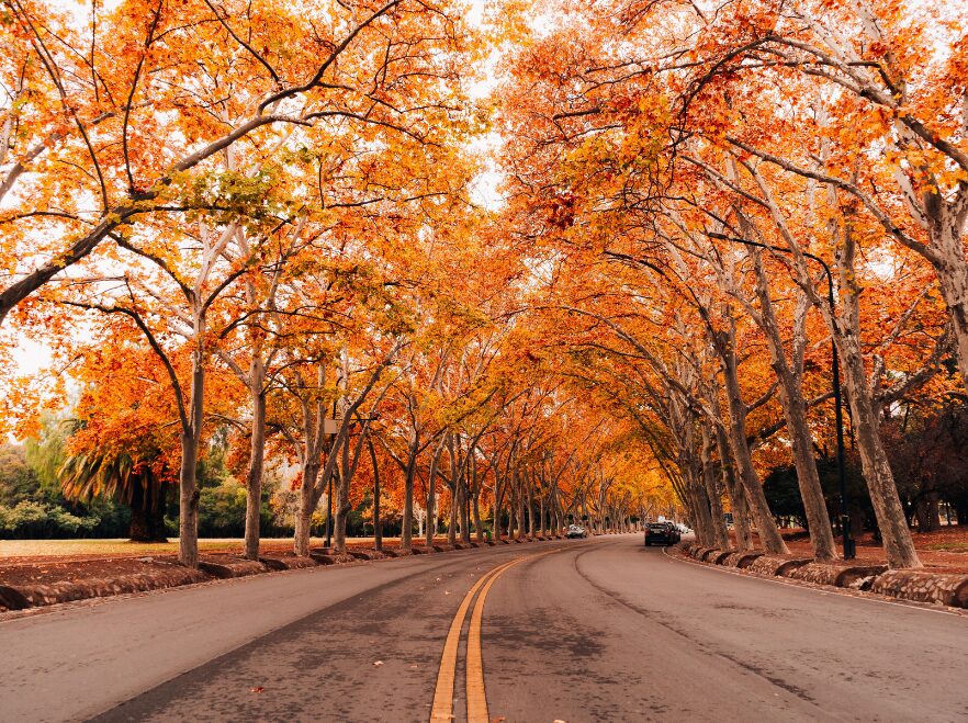 Mendoza in Autumn