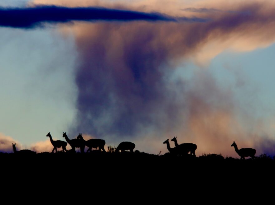 Guanacos preparing for rain