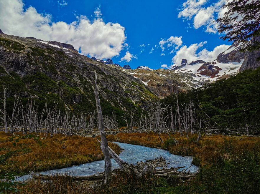 An ancient forest in Tierra del Fuego