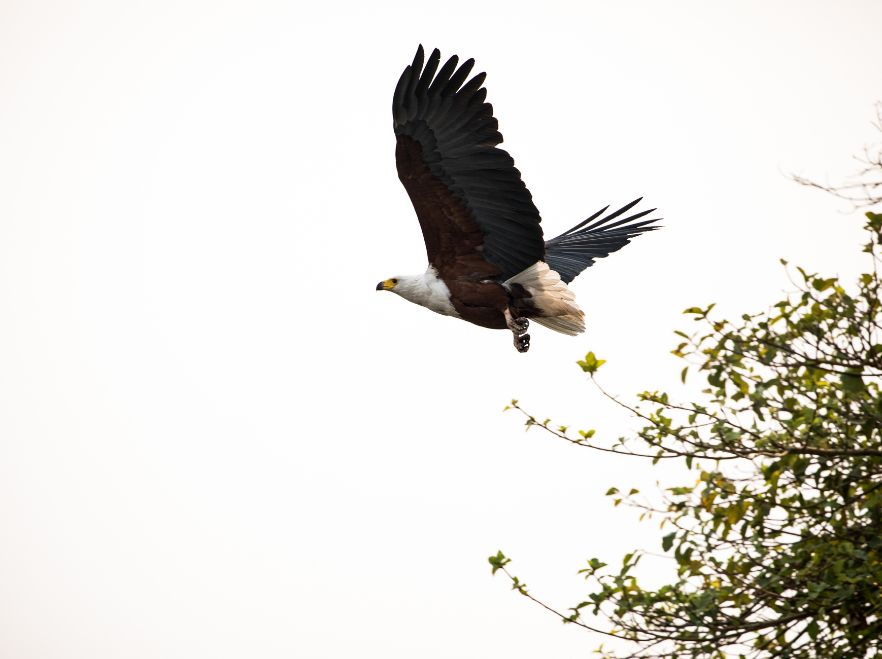 Fish eagle spotted near the camp Sitatunga, Okavango