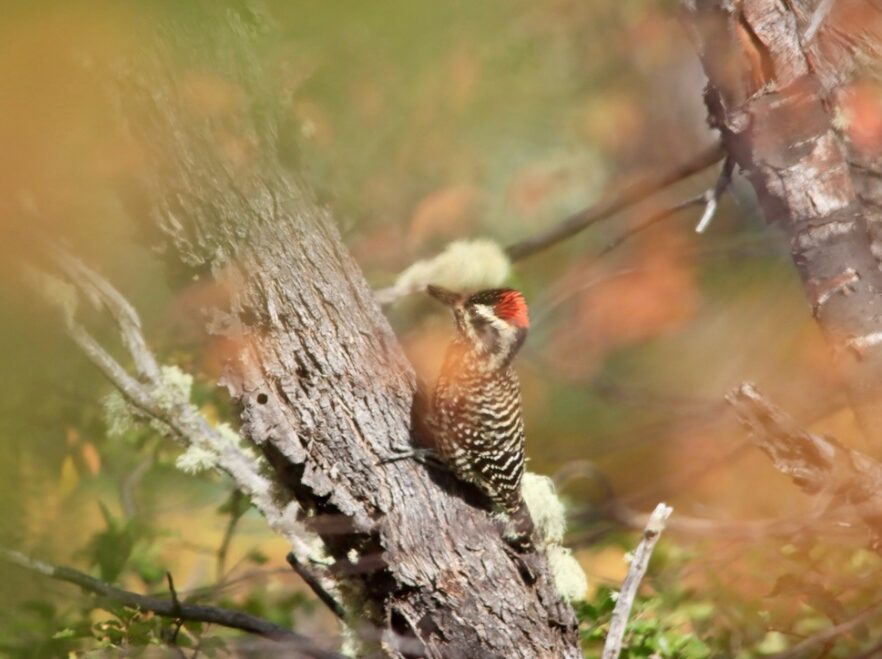 A Patagonian woodpecker