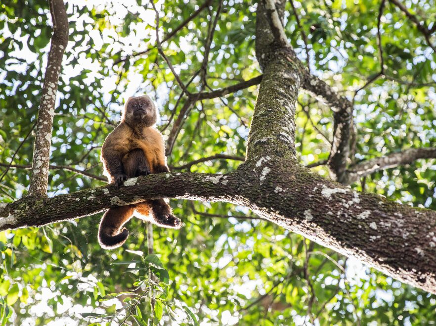 Black Capuchin Monkey at Iguazú Falls