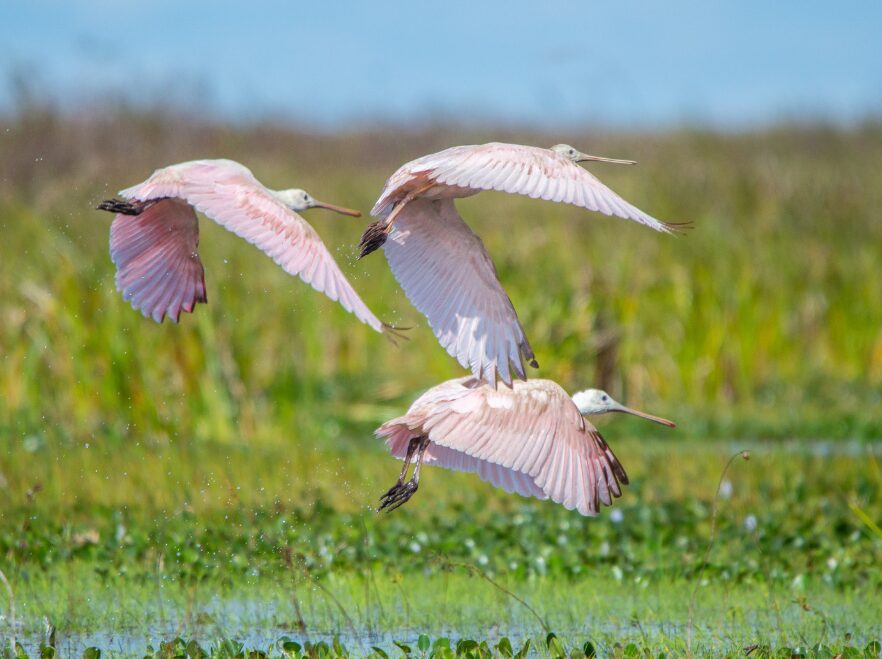 Birdlife in the Ibera Wetlands