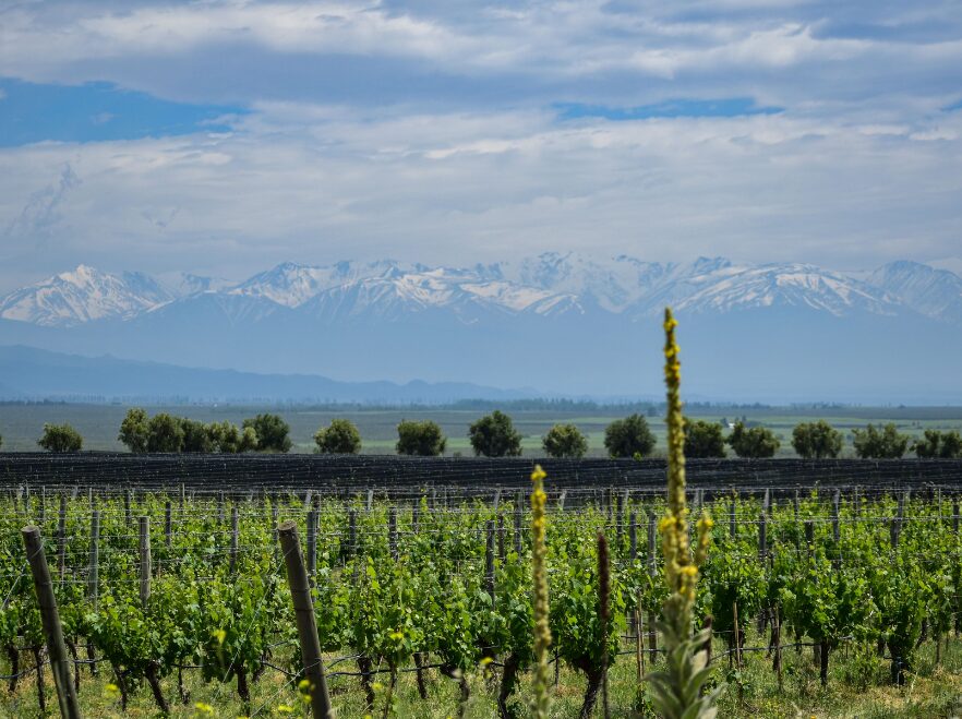 Vines under the Andes
