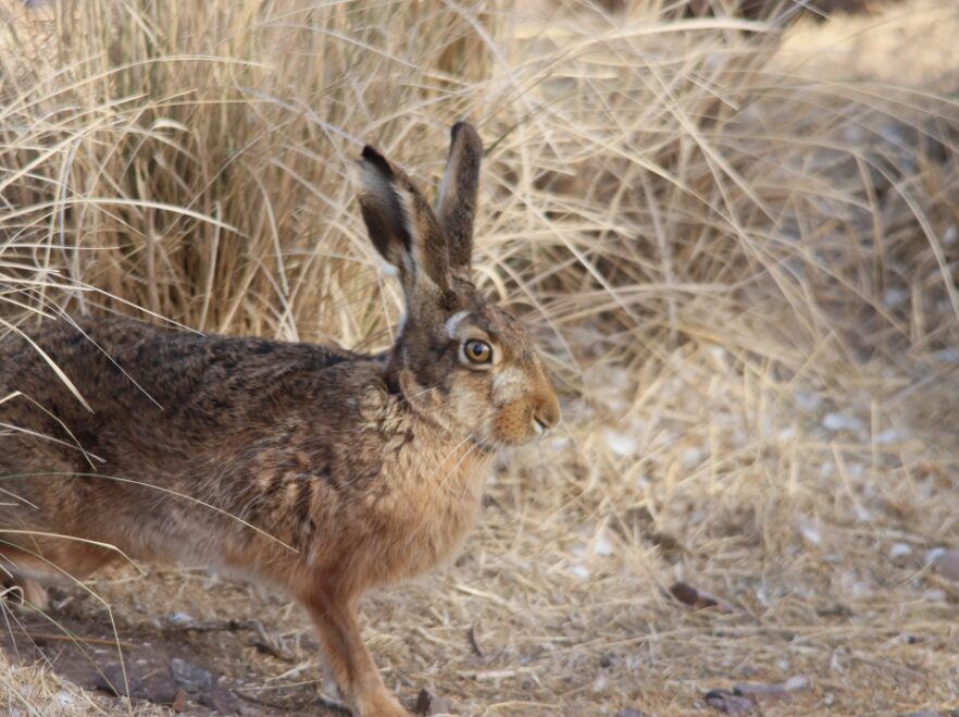 This Patagonian hare was living alongside penguins