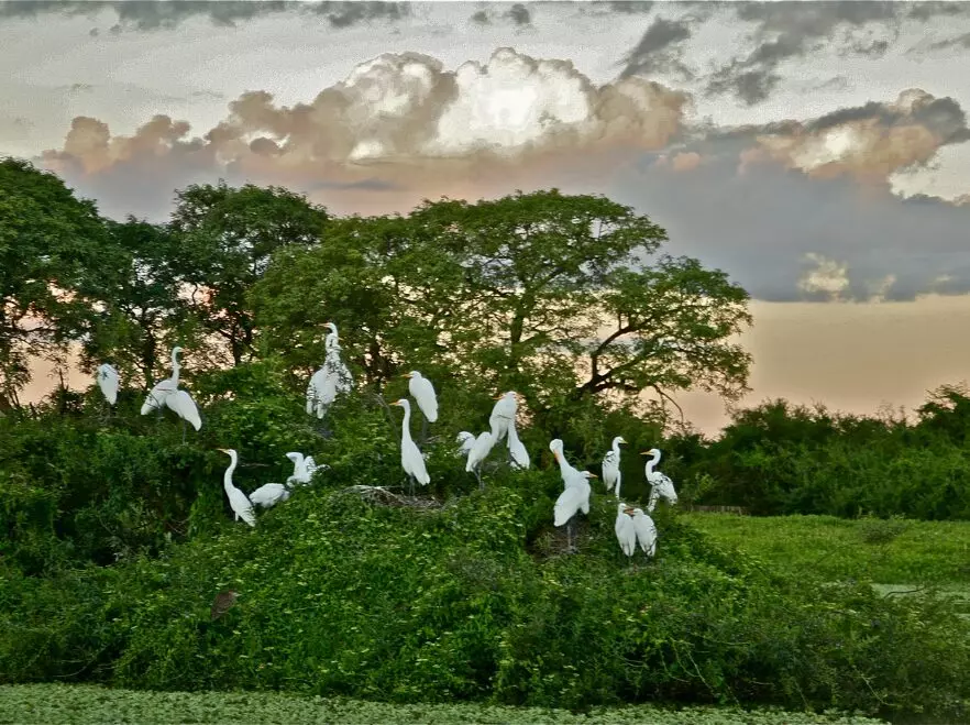 Jabiru storks nesting near the lodge