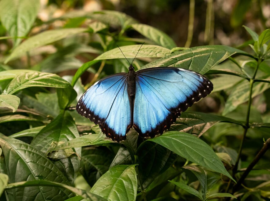 Blue morpho butterfly at Iguazú Falls