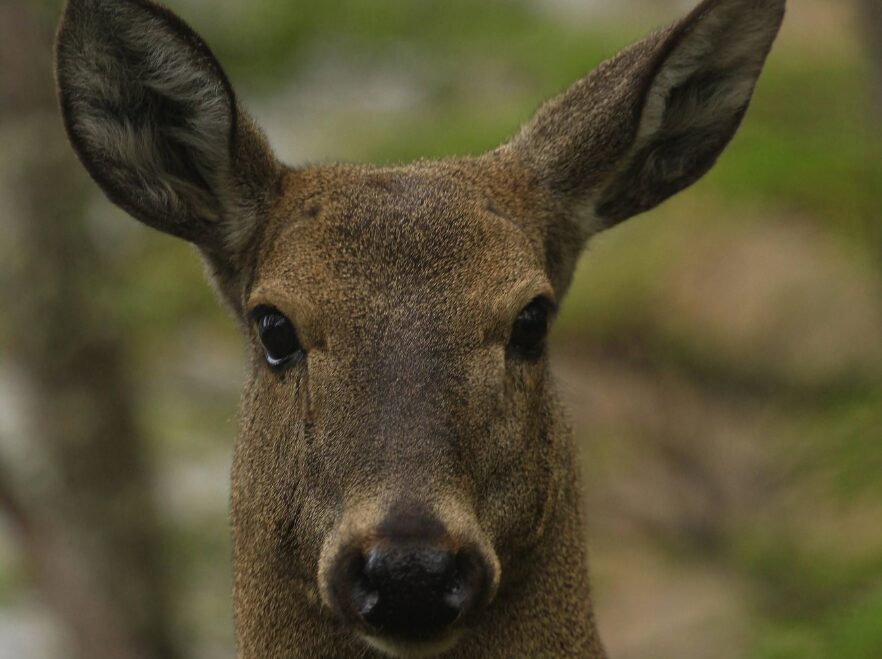 Huemul deer spotted near El Chaltén