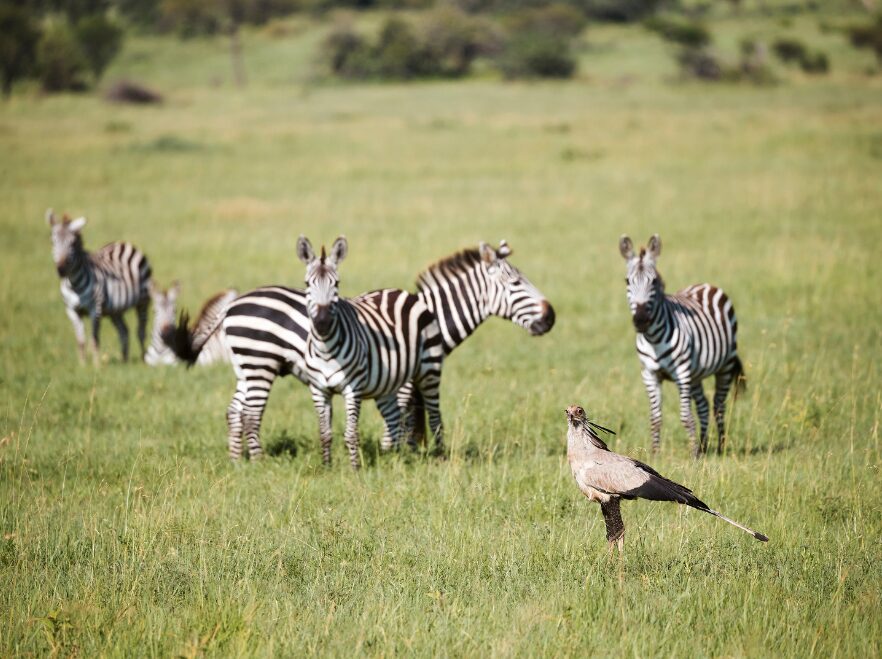 Laba Migration Camp, Serengeti National Park, Tanzania