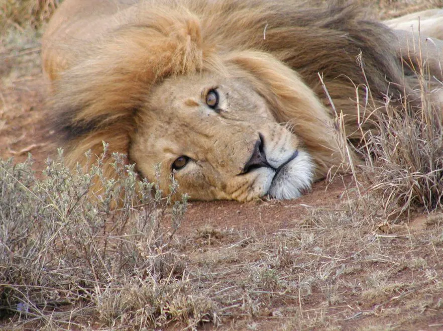 A lion taking a rest in Laikipia