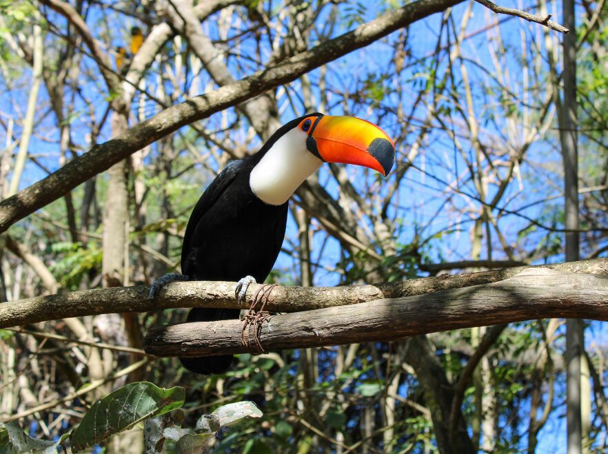 Toucan at Iguazú Falls