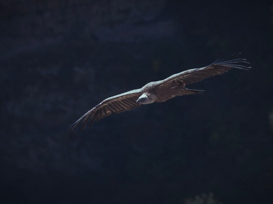 Andean Condor floating over El Chaltén
