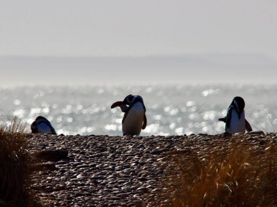 Penguins coming home from a day fishing
