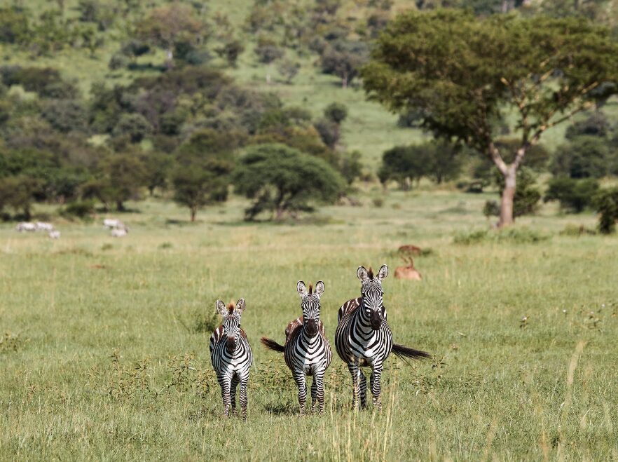 Laba Migration Camp, Serengeti National Park, Tanzania
