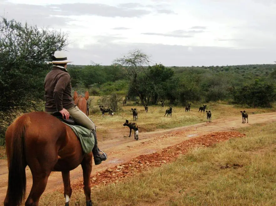 Ride with wild dogs