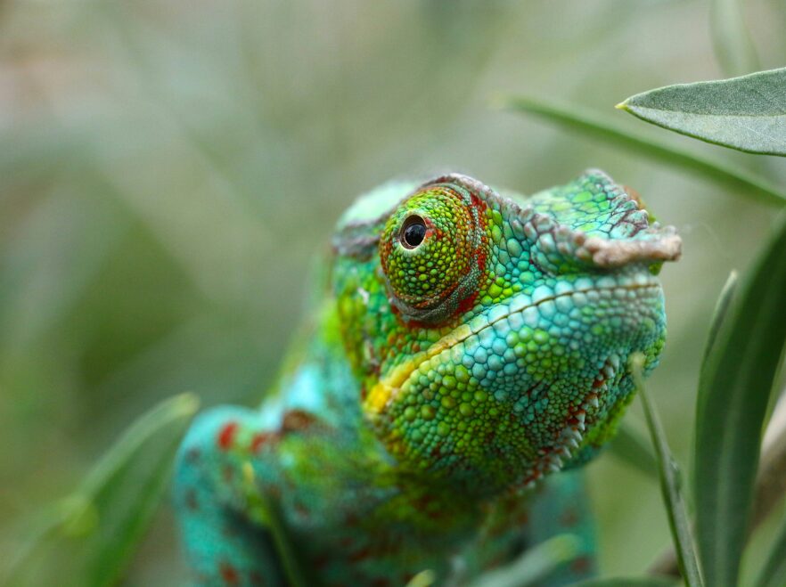 Napo Wildlife Centre